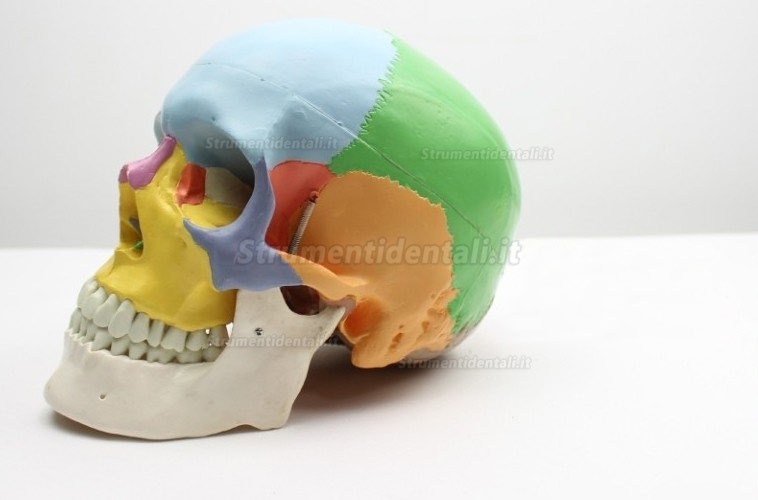 XC-104C Modello cranio con le ossa colorate